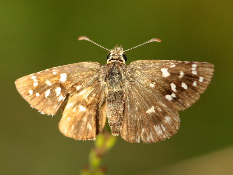 Pyrgus malvoides, Hesperiidae